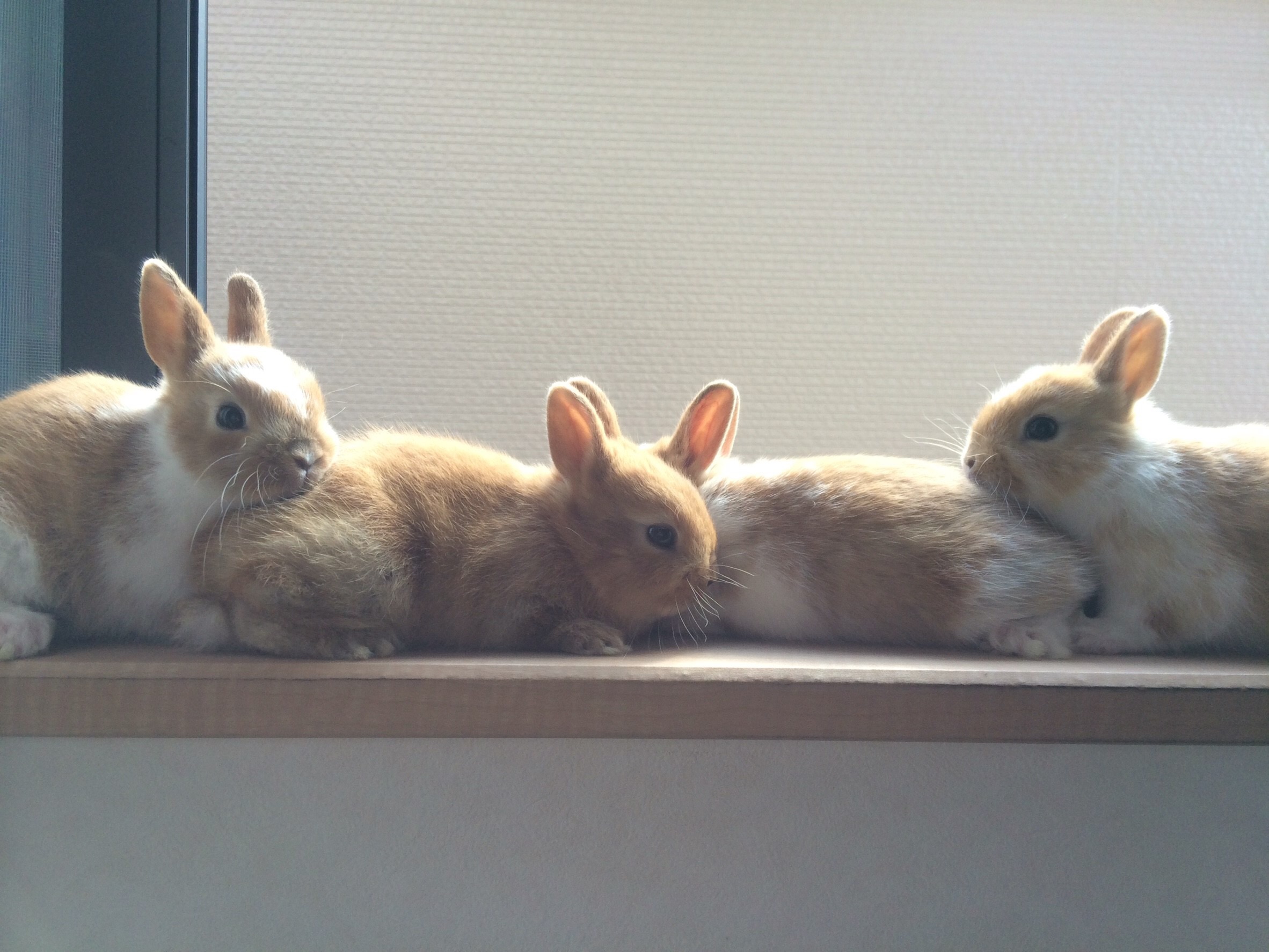 うさぎの性別の見分け方や性別による違い I T リーマンのうさぎ多頭飼い生活 うさぎの性別の見分け方や性別による違い I T リーマンのうさぎ多頭飼い生活